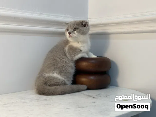 كيتن اناث وذكوره