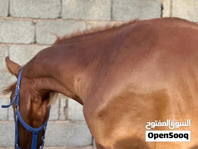 فلوه شقراء ربي يبارك