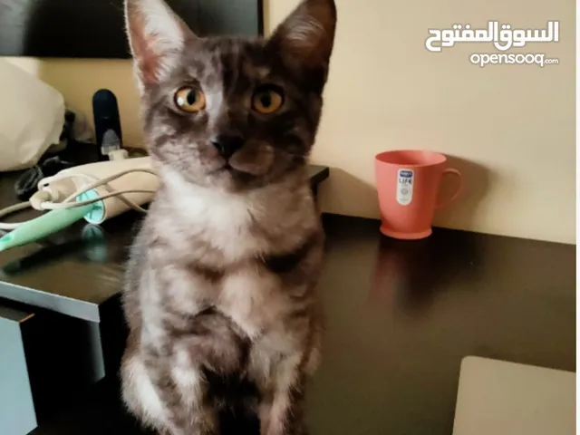 قط للتبني - cat for adoption