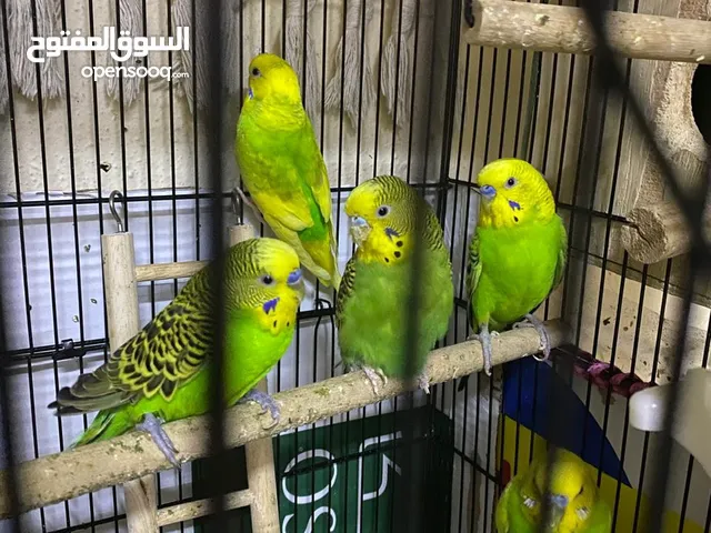 BUDGIES FOR SALE