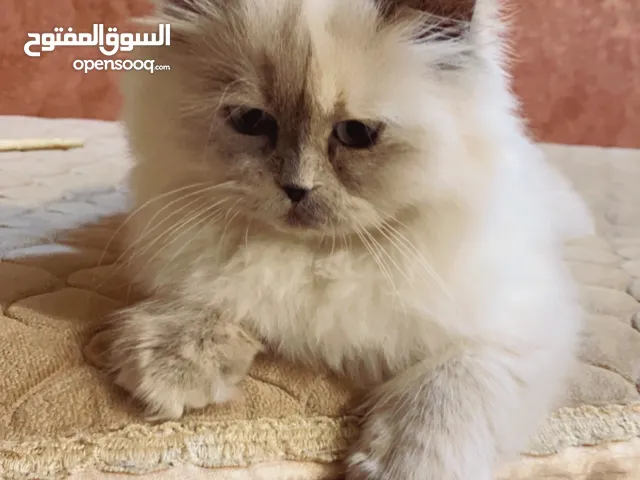 بزون شيرازي وهملايه وبيرشن سعر لوحده ب 25