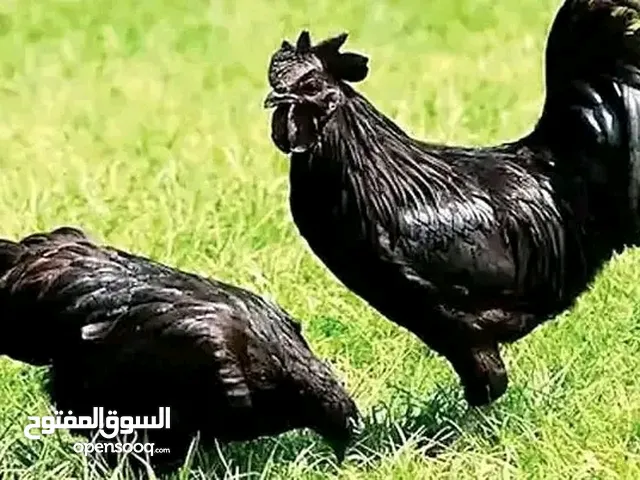 تربية الديك رومي وسلالات بالمغرب