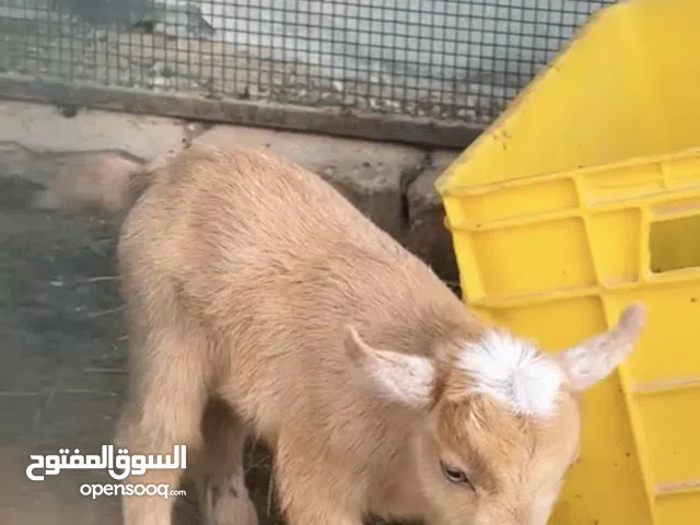 ماعز القزم ذكر العمر اسبوعين بصحه جيدا