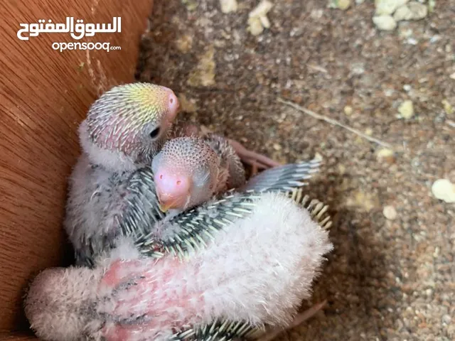 بقول لينو رينبو الله يبارك هاده 4انتاج