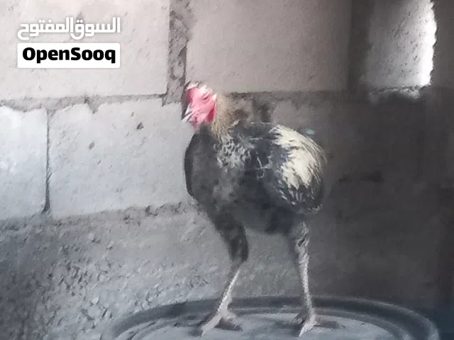 دجاج بلدي وديك