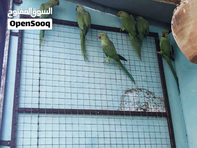 بغبغاء متوه