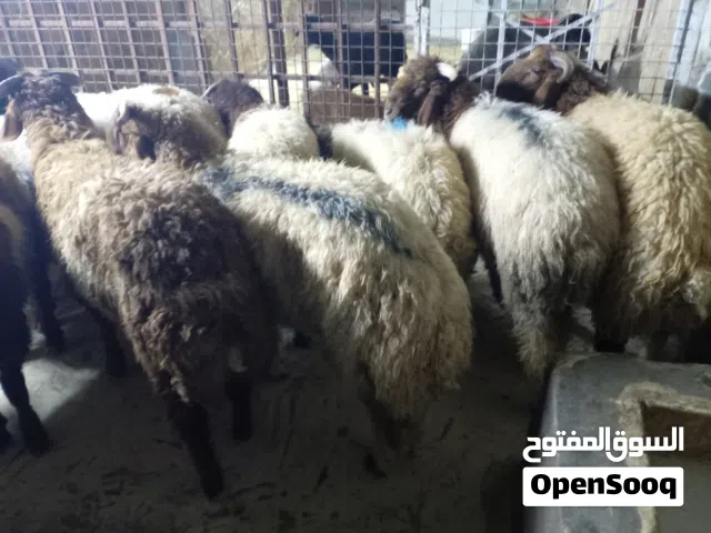 خرفان اضاحي للبيع العمر ثمن اشهر