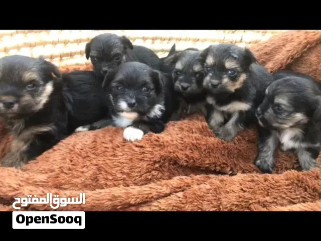 للبيع يورك شاير