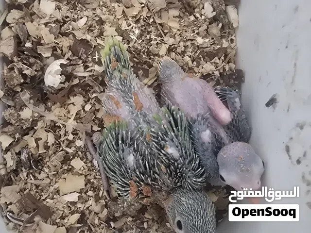 فروخ بغباء دره هندي
