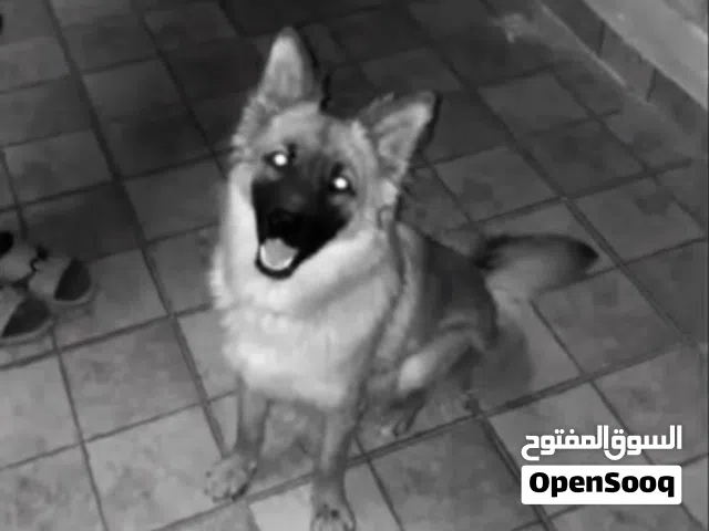 نوع الكلب جيرمن ورك لاين