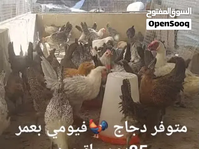 الدجاج الفيومي الملقح من الامراض في صنعاء