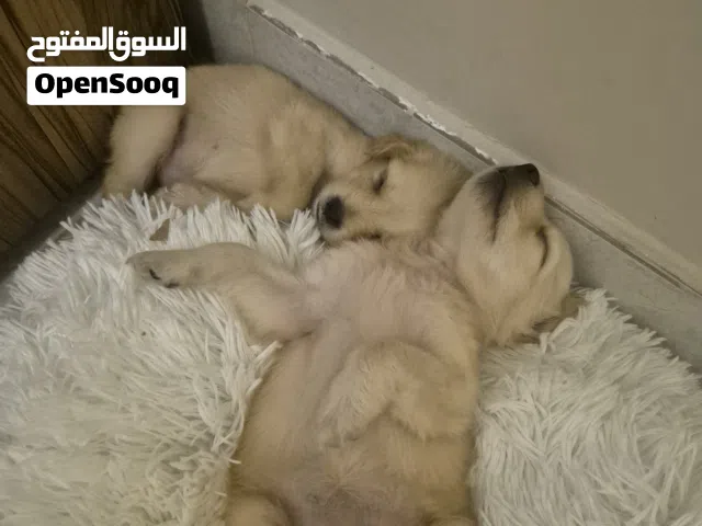 جراوى ميني جولدن ريتريفر ذكر و انثى