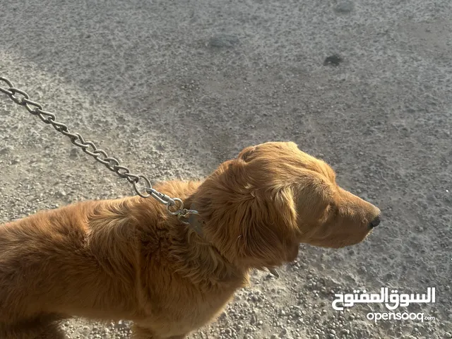 كلب جولدن ريتريفر ..بيور و اليف جداا و لعوب