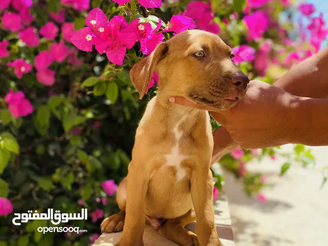 جرو بيتبول ريد نوز ذكر شهرين مطعم واخد كورس ديدان
