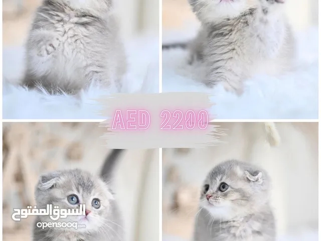 Scottish fold and British shorthair kittens cats Absolu - British Classic - Golden Chinchilla
