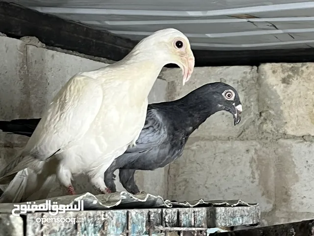 فراخ للبيع