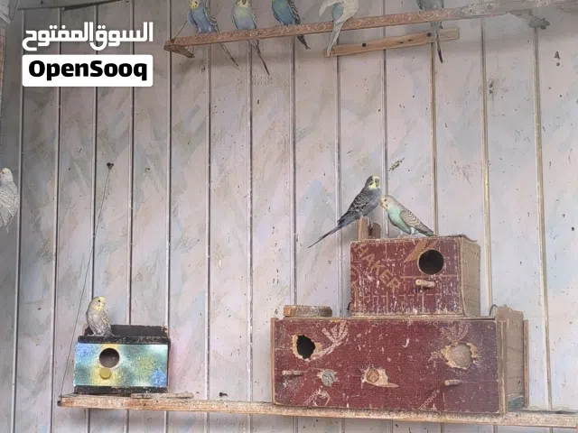 طيور حب بصحه جيده