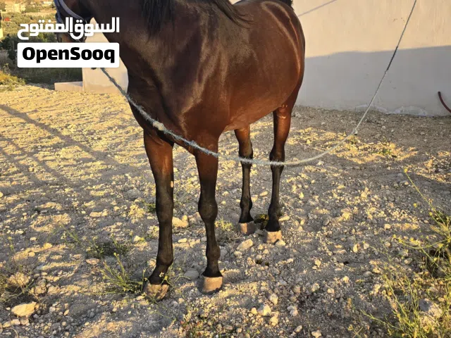مهر نخب النخب (قرائة الوصف)