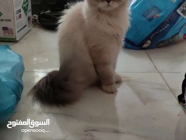 بزونة هملايا ماذب شعر ملقحة