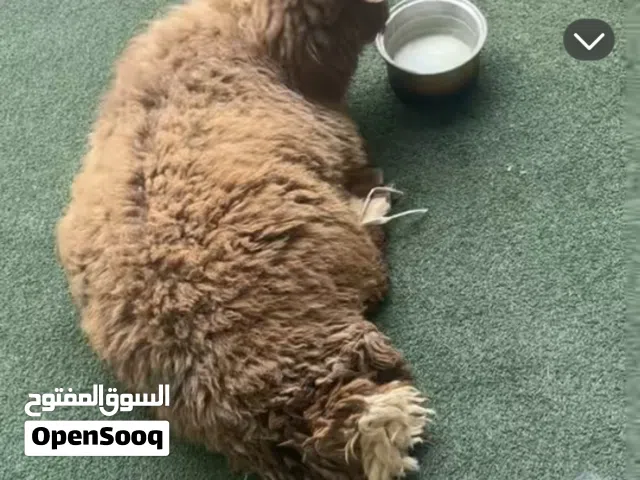 اضحيتك لباب بيتك