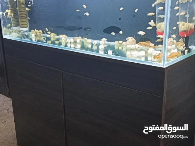 حوض سمك للبيع كامع مع كامل اغراضو