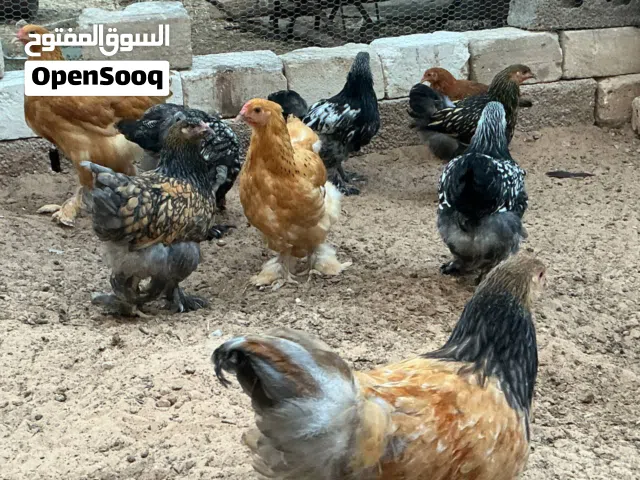 براهما للبيع أقرأ الوصف
