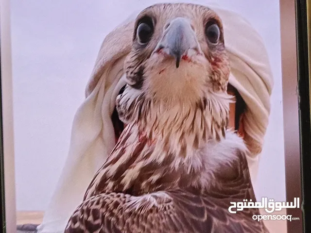 اهم شي يصيد