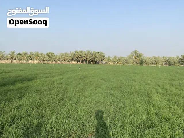 مطلوب مزرعة للاجار يوجد بها حشيش برايد