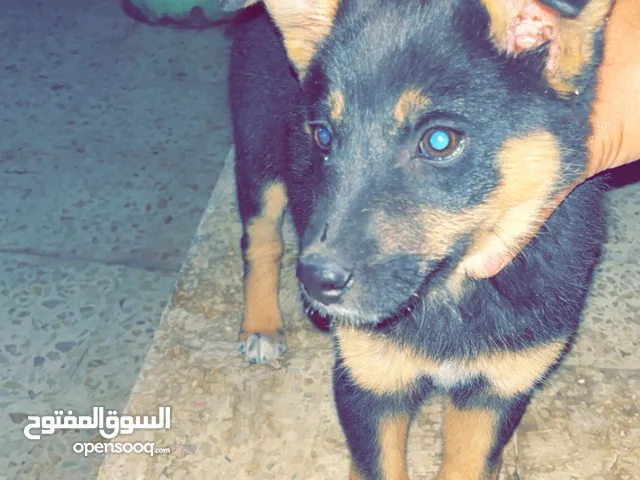 جرو صغير جيرمن لطيف وهادي