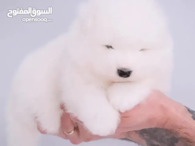 samoyed puppies available