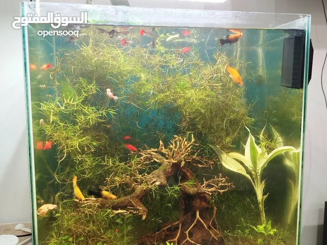 beautiful fish tank for sale along with fishes and other accessories