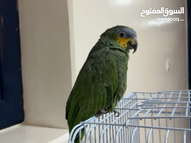 بغباء امازون قابل للتفاوض