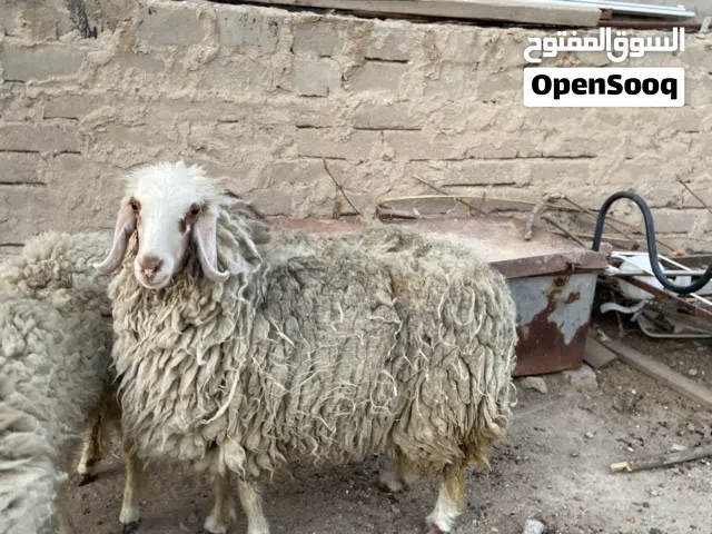 انثى ورجيني عمر سنه وشهرين  علف درجى اولى تربات بيت لحم نضيف