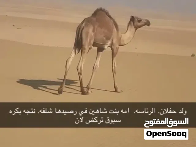 وصل سوم 16