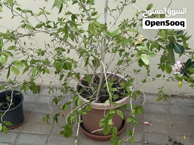 Plants for Sale