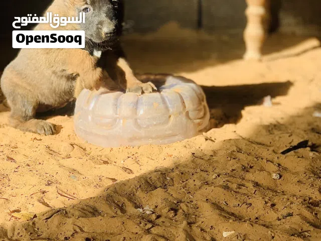 جراو مالينوا للبيع  انتى ودكر  عمرهم 32 يوم   مواصفات درجه اوله  سعر الجرو 1000 دينار