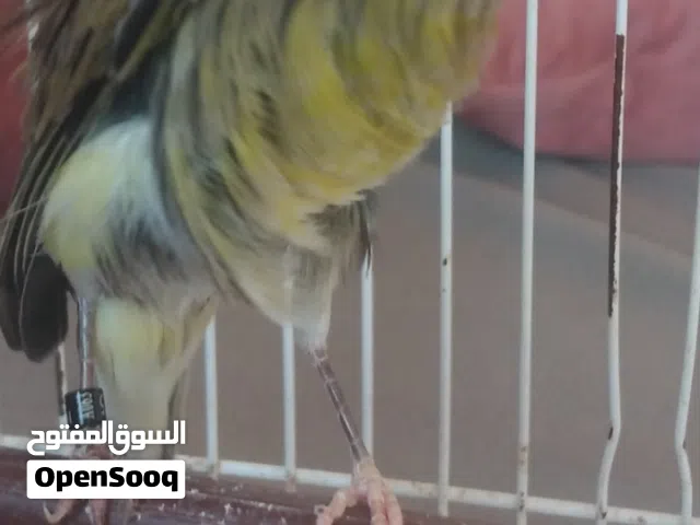 طيره جنوبي حجل 25  تفاصيل بالاسفل