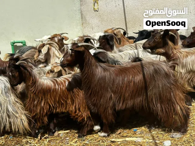 سخلات حواليات