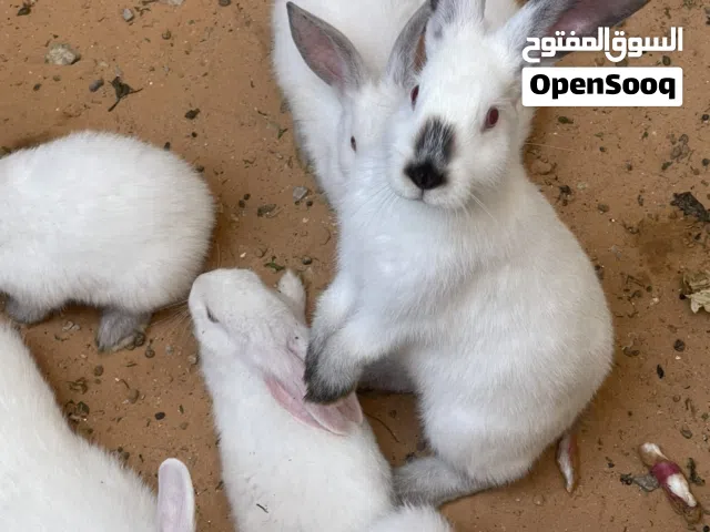 ارانب للبيع