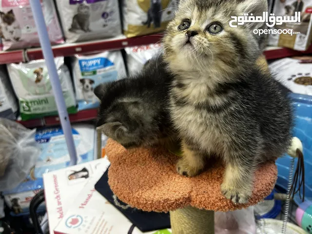 سكوتش غولدن بلاك احلى حبتين بعمّان والسعر عرض نااااار بلاك فرايدي حقيقي اقرأ الوصف بدقة