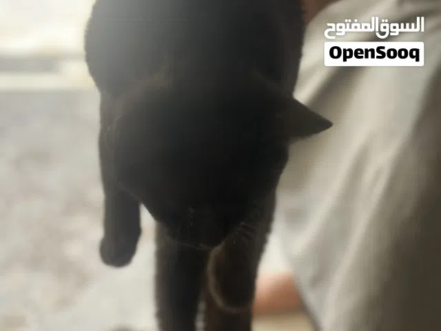 قطه للبيععععع