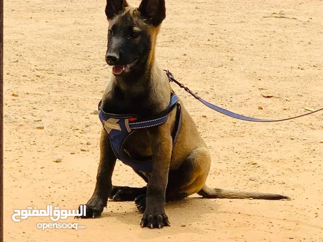 جرو مالينوا