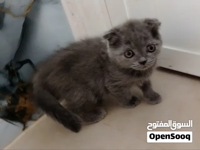 سكوتش فولد تبني برسوم وليس مجاني شوفو الفيديو سعر مخفض