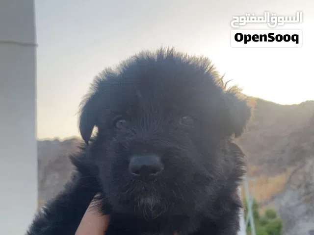 جيرمن شيبرد شو لاين للبيع