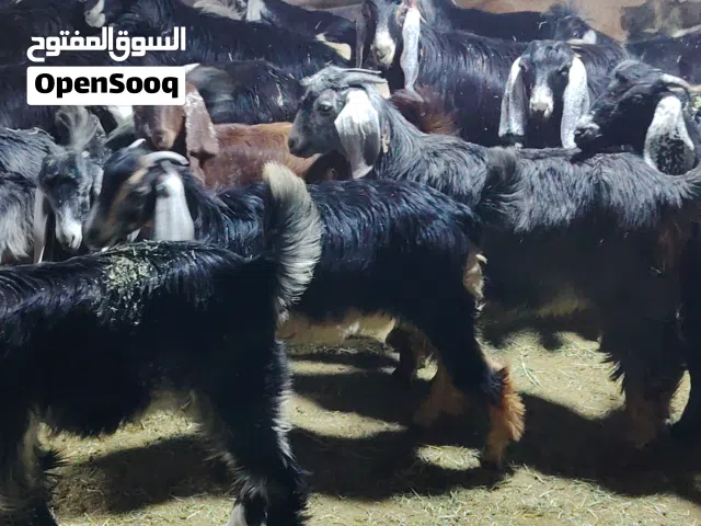 يوجد لدينا جميع انواع الذبائح نعيمي حري سواكني تيوس رفيدي