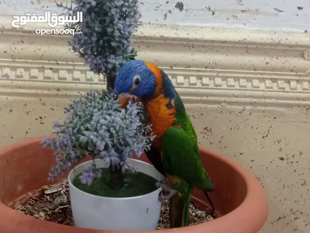 عصفور لوري أليف