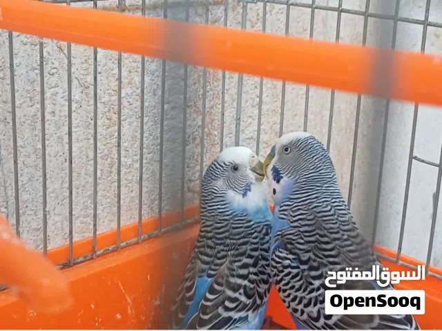 عصفير للبيع كوبية بلاك وكوبية دبل بلاك