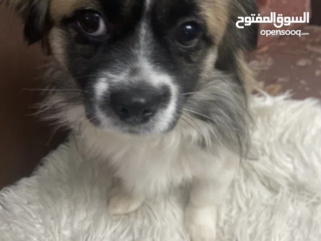 امه باكنيز وابوه شيواوا كلب اليف بيتوتي