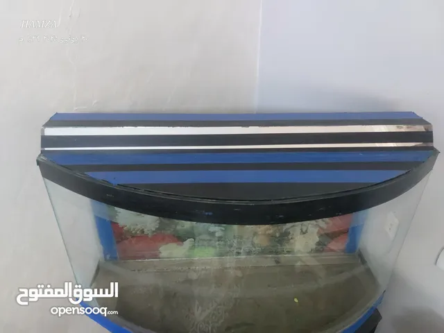 حوض سمك كبير