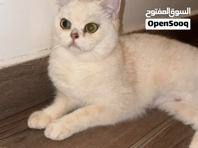 قط ستريت سكوتش شورت هير